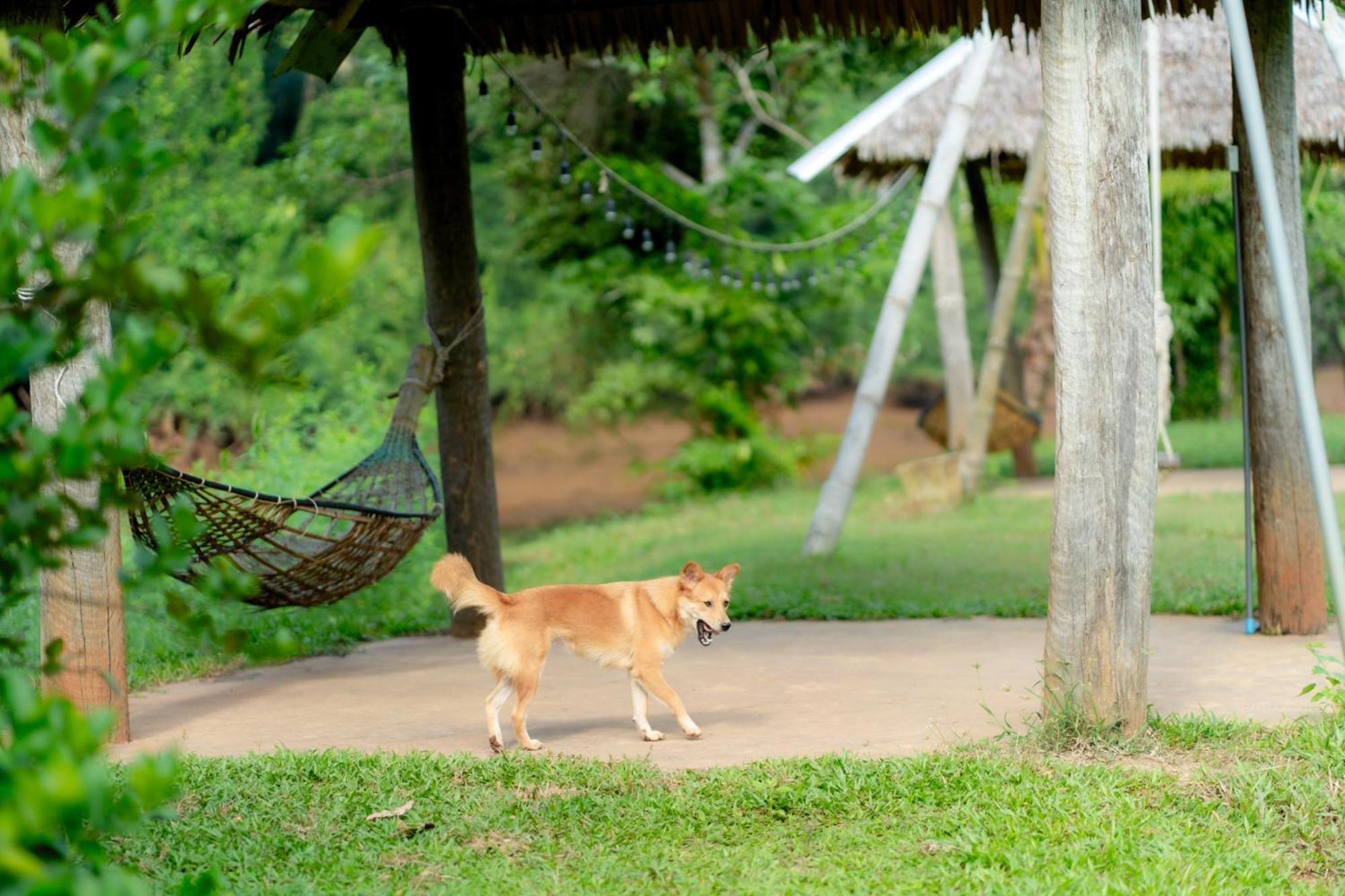 Chiewlan Camp And Resort Ban Pha Saeng Lang Luaran gambar